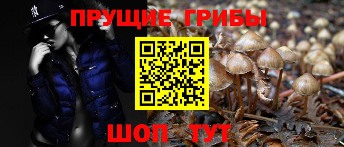 Псилоцибиновые грибы Psilocybe Вышний Волочёк